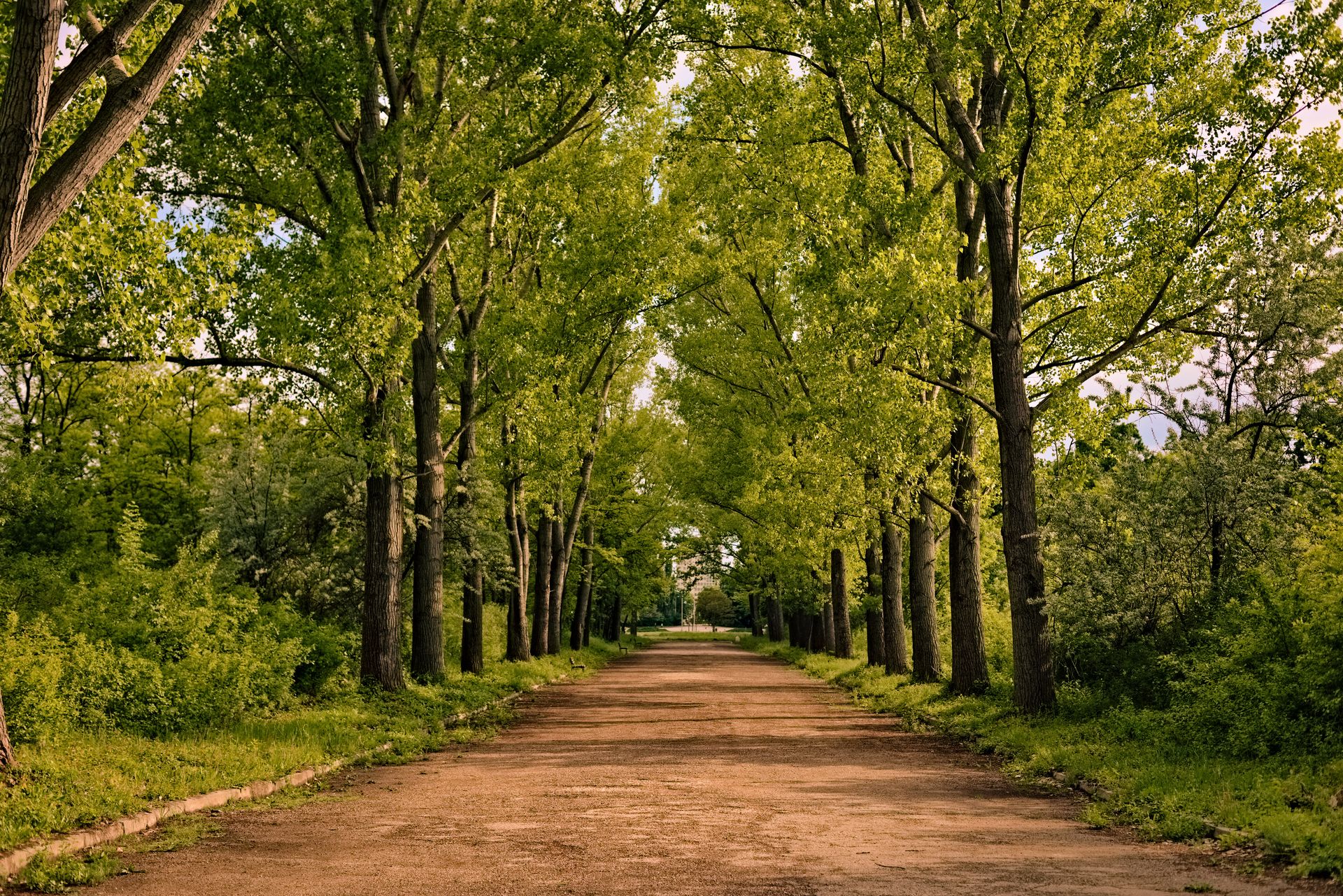 Camino entre álamos que simboliza un proceso terapéutico y el crecimiento personal.